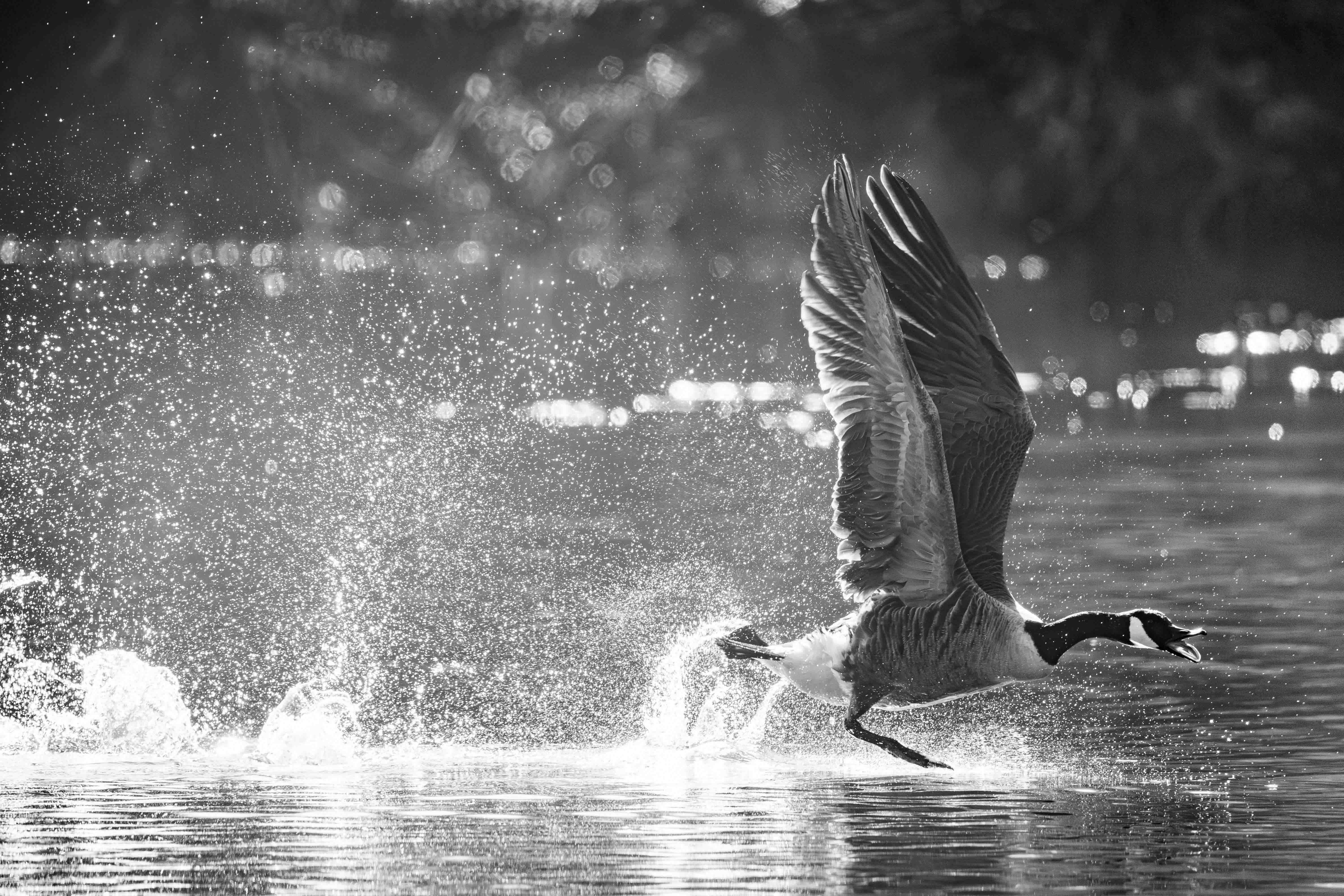 Image 20 de la galerie Faune & Flore