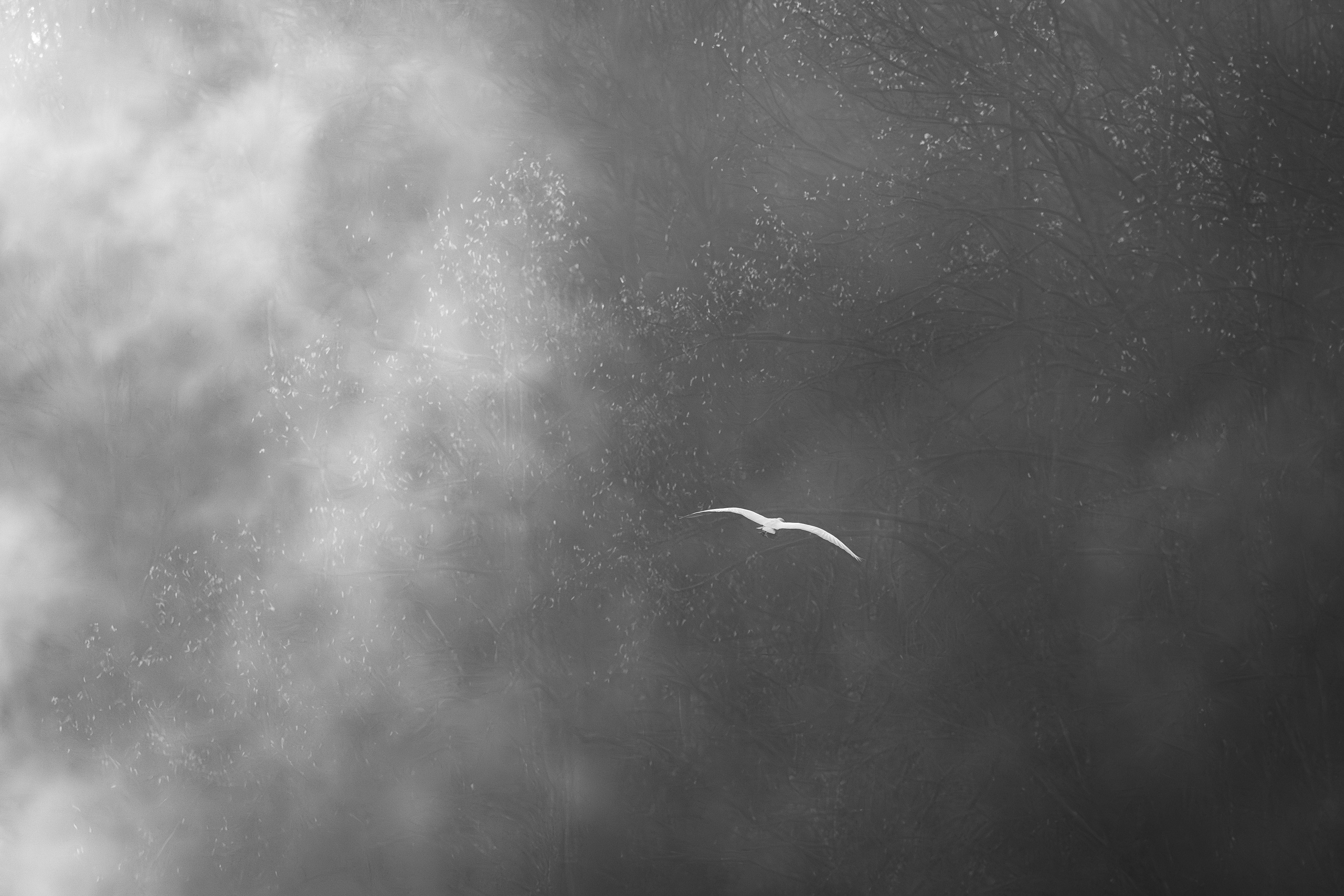 Image 23 de la galerie Faune & Flore