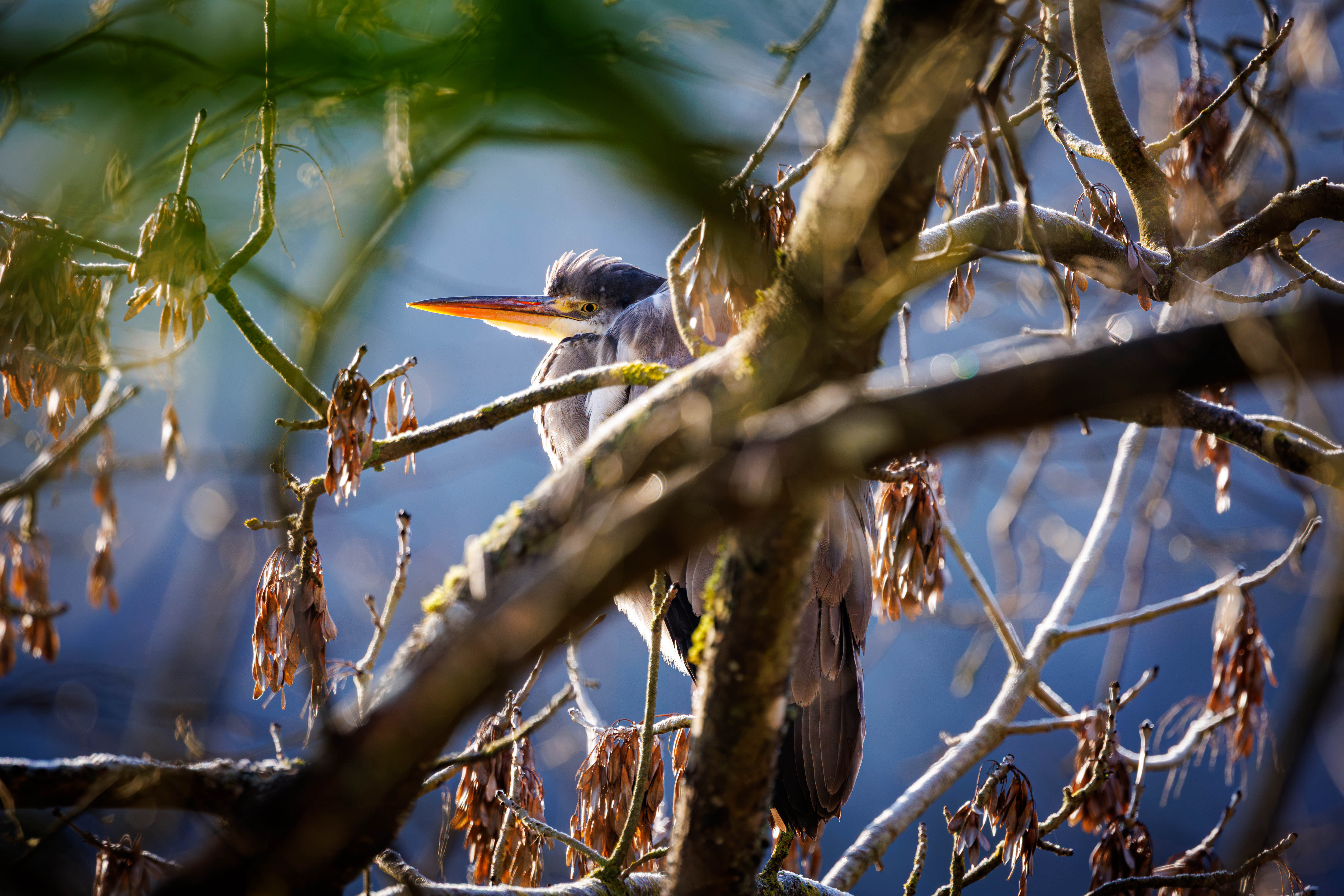 Image de la galerie Faune et Flore